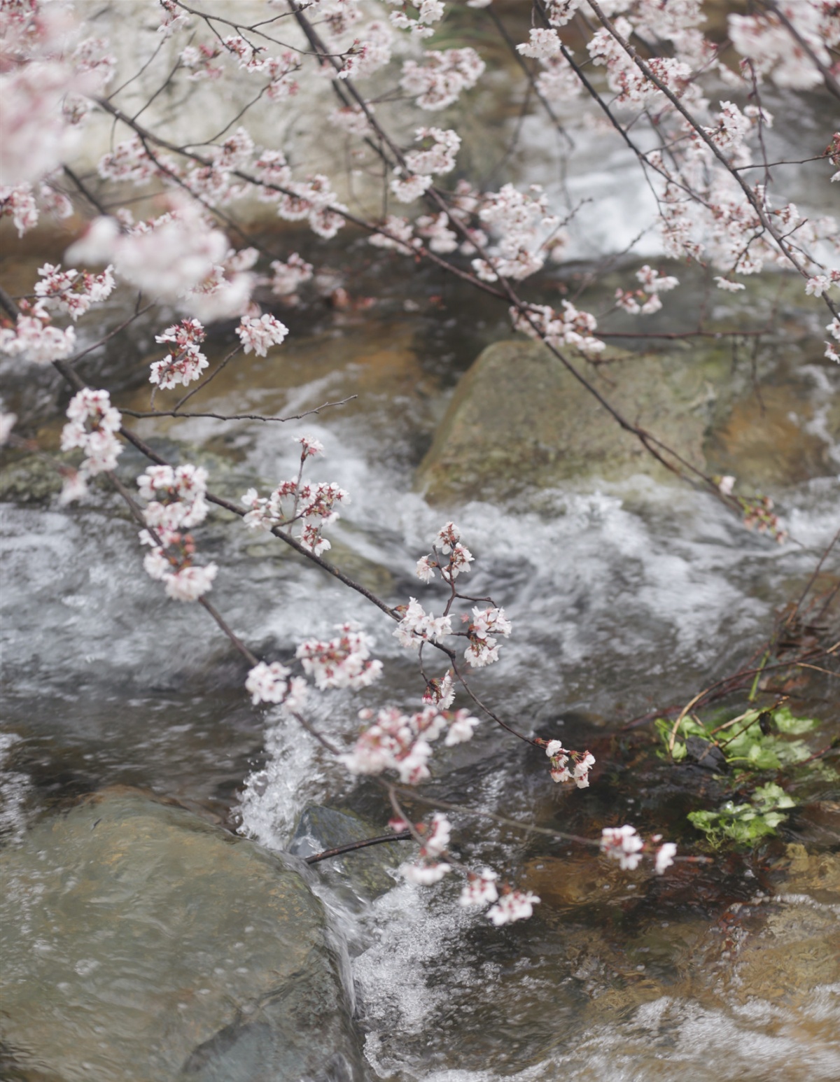 IMG_7257_副本2.jpg